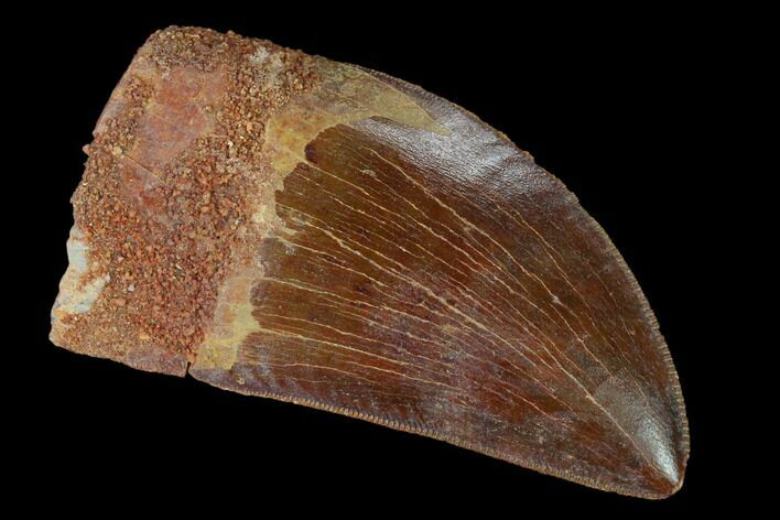 Serrated, Carcharodontosaurus Tooth - Real Dinosaur Tooth #156900